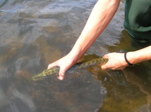 STAGE DECOUVERTE DE LA PECHE DES CARNASSIERS AUX LEURRES, DU BORD en Vendée (Durée 3h) 